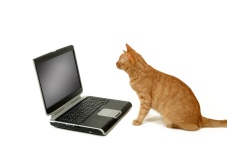 cat sitting lokking at laptop